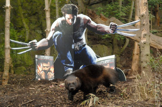 Wolverine vs Wolverine: Weirdest Marketing Ever?