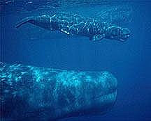 Scots Hippies to Make Whale Game