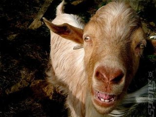 A goat refused to comment on rumour and speculation.